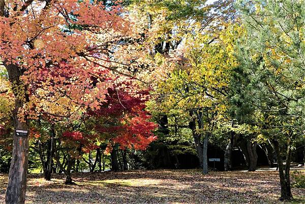 釜山之旅 - 慶州大陵苑(대릉원)【天馬塚】