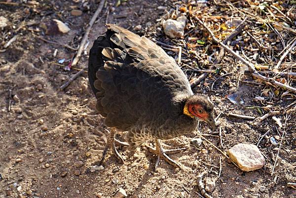 2019澳洲布里斯本 - 袋鼠角