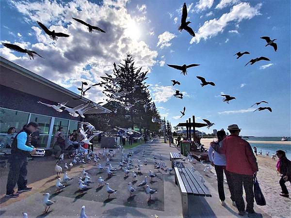 2019澳洲黃金海岸 - 大嘴鳥餵食秀