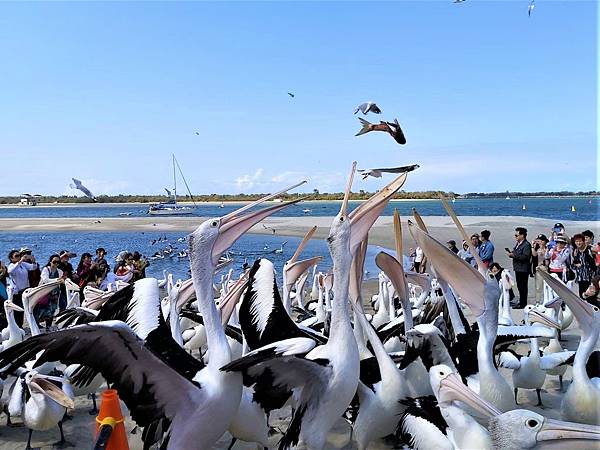 2019澳洲黃金海岸 - 大嘴鳥餵食秀