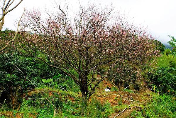 2019 淡水楓樹湖木蓮花