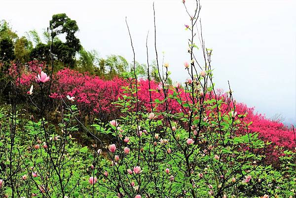 2019 淡水楓樹湖木蓮花