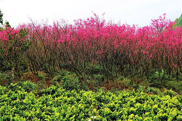 2019 淡水楓樹湖木蓮花