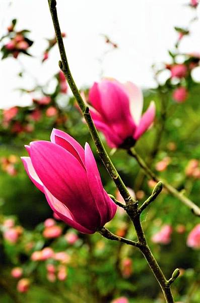 2019 淡水楓樹湖木蓮花