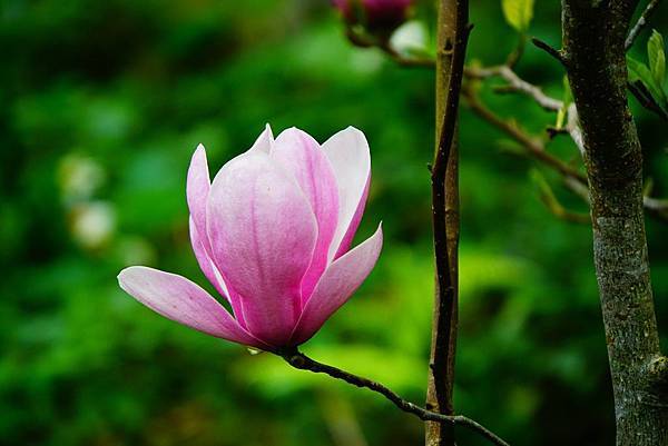 2019 淡水楓樹湖木蓮花