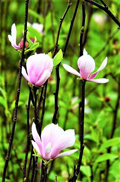 2019 淡水楓樹湖木蓮花