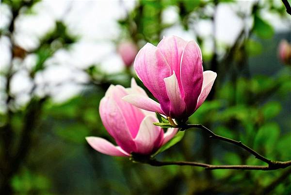 2019 淡水楓樹湖木蓮花