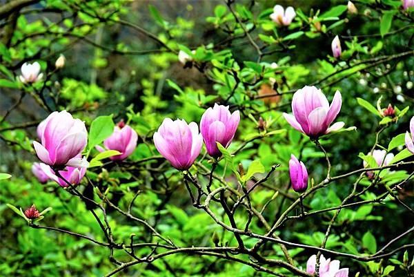 2019 淡水楓樹湖木蓮花