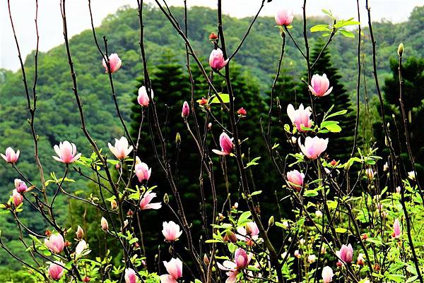 2019 淡水楓樹湖木蓮花