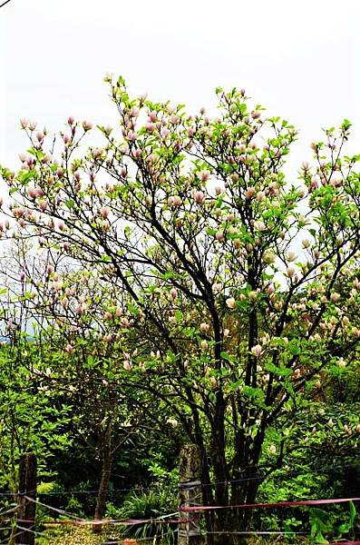 2019 淡水楓樹湖木蓮花