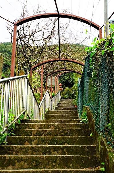 2019 淡水楓樹湖木蓮花