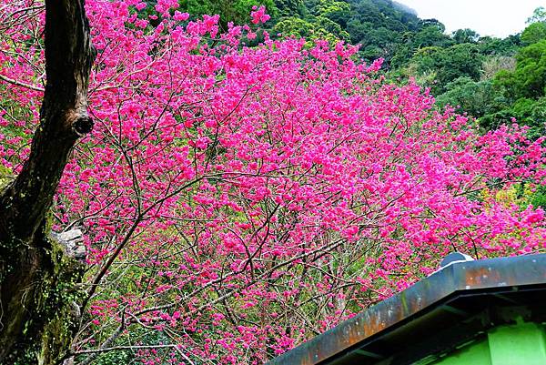 2019 淡水楓樹湖木蓮花