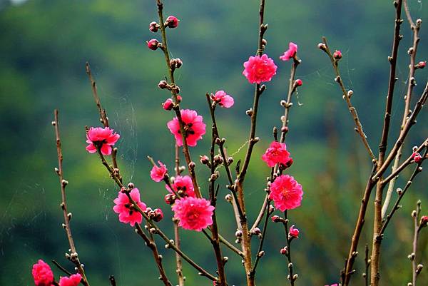 2019 淡水楓樹湖木蓮花