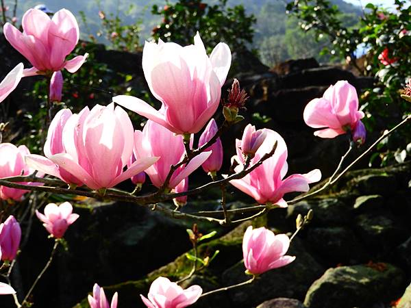 2021 淡水楓樹湖木蓮花