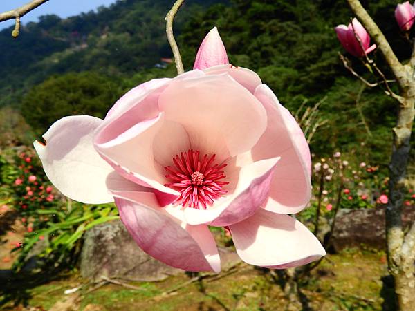 2021 淡水楓樹湖木蓮花