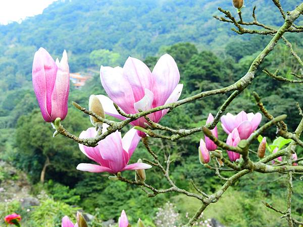 2021 淡水楓樹湖木蓮花