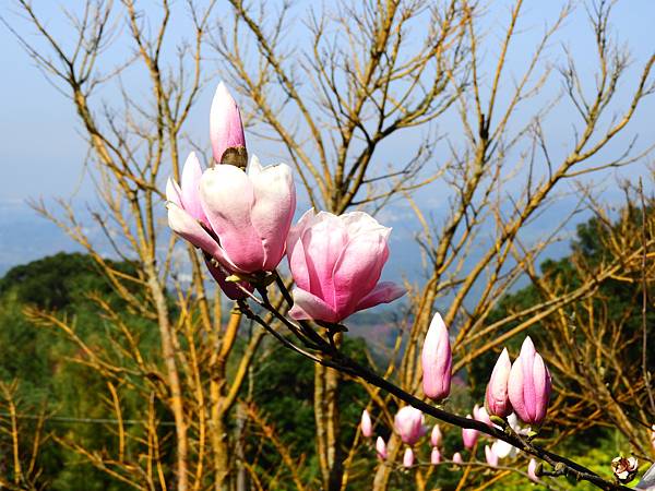 2021 淡水楓樹湖木蓮花