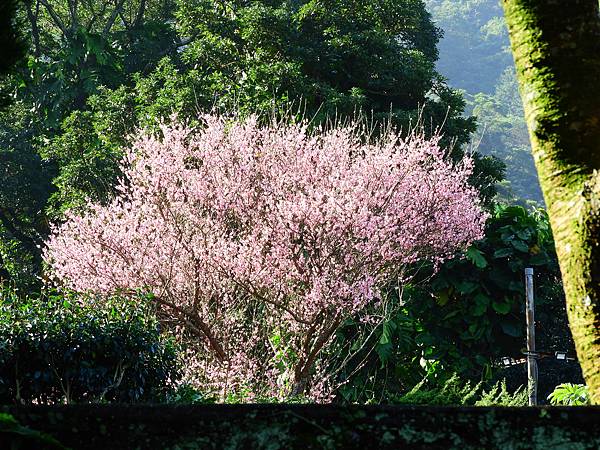 2021 淡水楓樹湖木蓮花