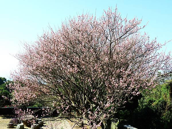 2021 淡水楓樹湖木蓮花