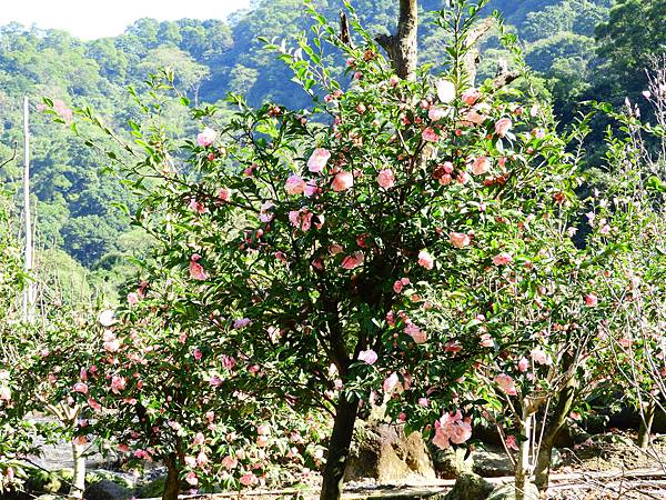 2021 淡水楓樹湖木蓮花