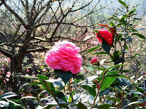 2021 淡水楓樹湖木蓮花