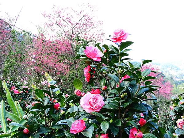 2021 淡水楓樹湖木蓮花