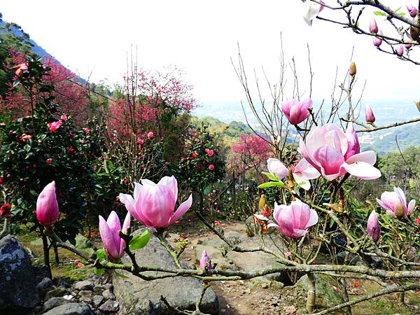 2021 淡水楓樹湖木蓮花