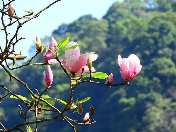 2021 淡水楓樹湖木蓮花