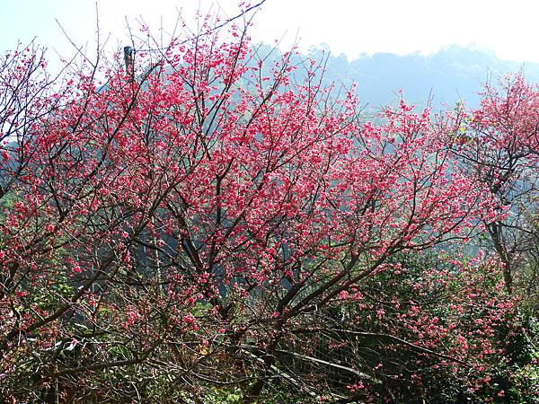 2021 淡水楓樹湖木蓮花