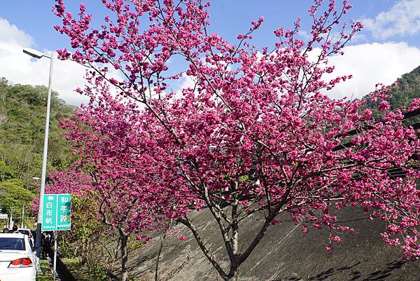 白布帆の八重櫻