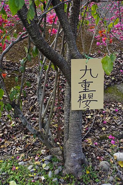 白布帆の八重櫻