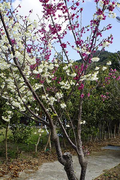 白布帆の八重櫻