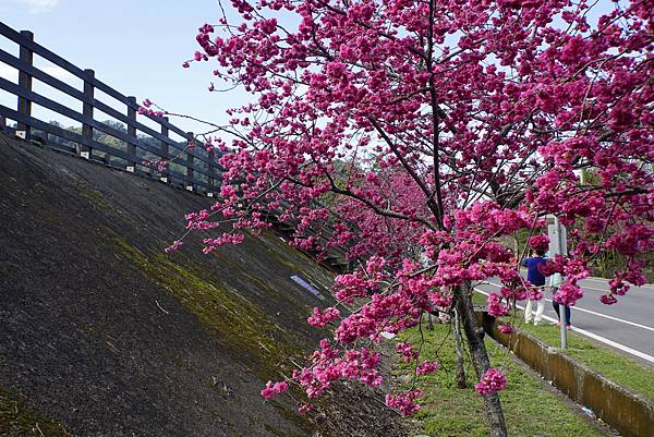 白布帆の八重櫻