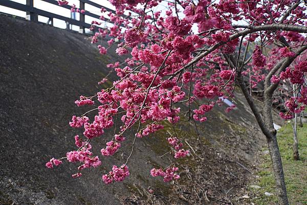 白布帆の八重櫻