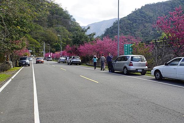 白布帆の八重櫻