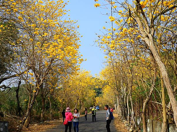 彰化二水》坑內坑森林步道黃花風鈴木