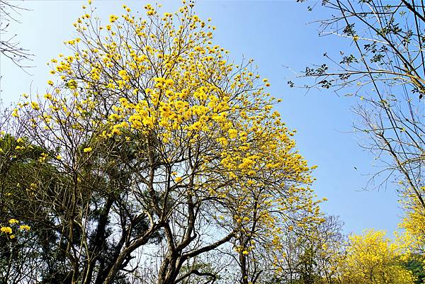 彰化二水》坑內坑森林步道黃花風鈴木