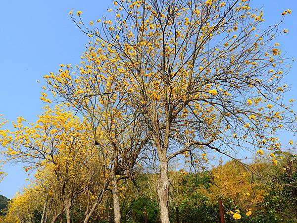 彰化二水》坑內坑森林步道黃花風鈴木