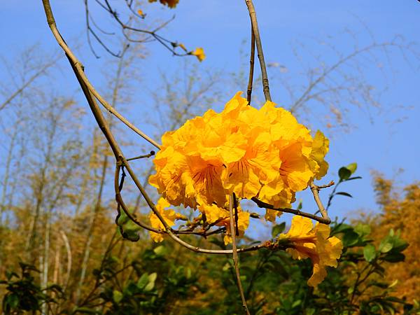 彰化二水》坑內坑森林步道黃花風鈴木