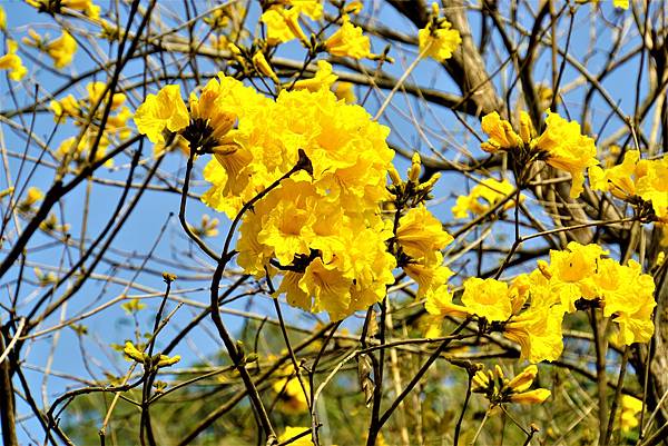 彰化二水》坑內坑森林步道黃花風鈴木