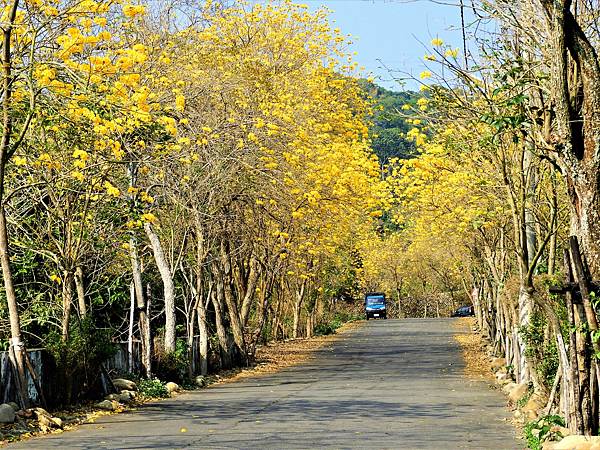 彰化二水》坑內坑森林步道黃花風鈴木