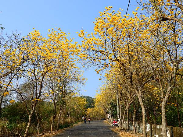 彰化二水》坑內坑森林步道黃花風鈴木