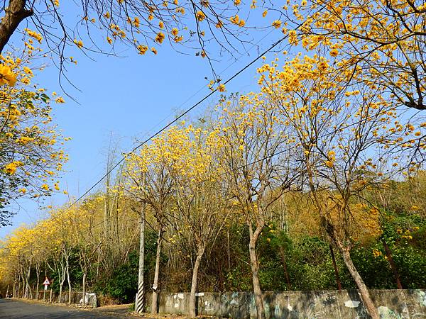 彰化二水》坑內坑森林步道黃花風鈴木