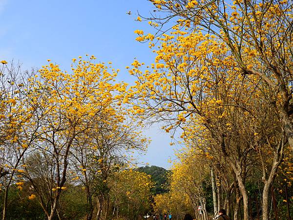 彰化二水》坑內坑森林步道黃花風鈴木