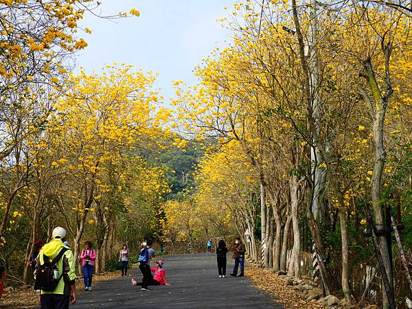 彰化二水》坑內坑森林步道黃花風鈴木