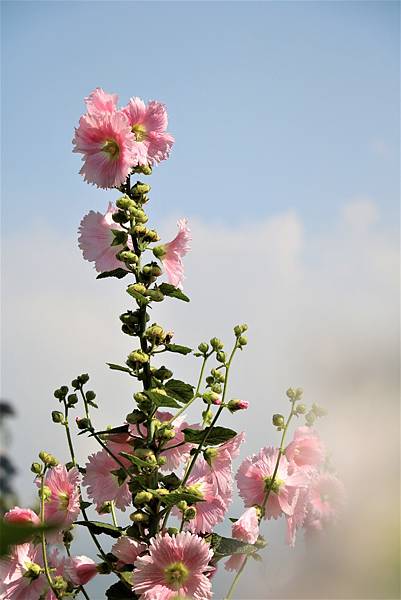 台北小秘境 - 奇岩蜀葵花海