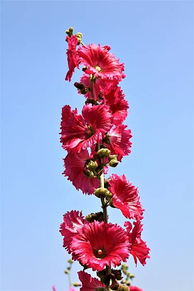 台北小秘境 - 奇岩蜀葵花海