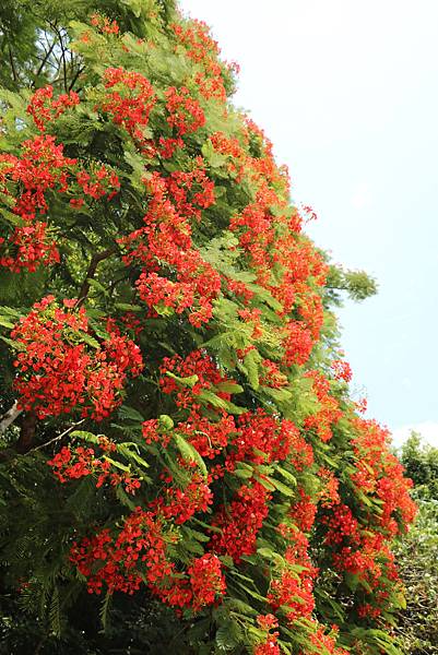 鳳凰花開了