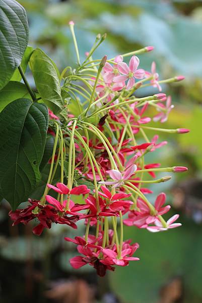 台北植物園裡的花花草草