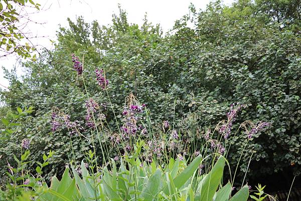 台北植物園裡的花花草草